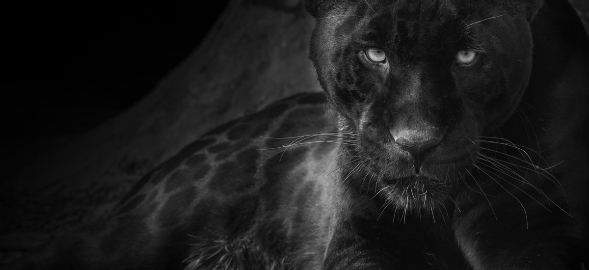 Neron Jaguar The Big Cat Sanctuary