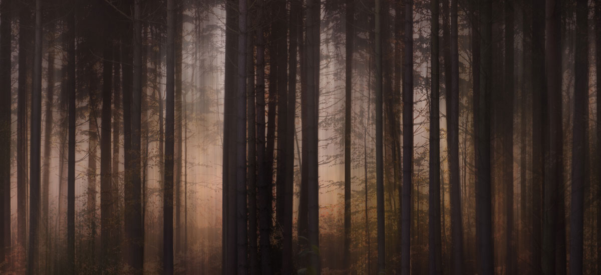 lingfield misty woods