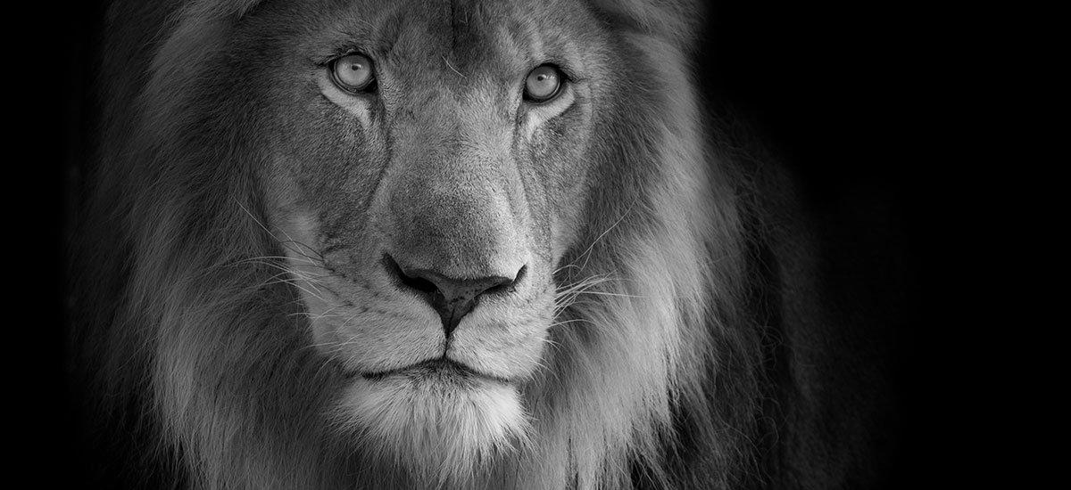 kasanga african lion the big cat sanctuary